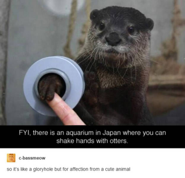 otter hands - Fyi, there is an aquarium in Japan where you can shake hands with otters. cbassmeow so it's a gloryhole but for affection from a cute animal