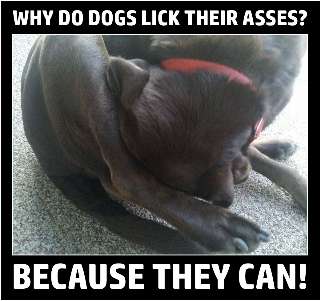 photo caption - Why Do Dogs Lick Their Asses? Because They Can!