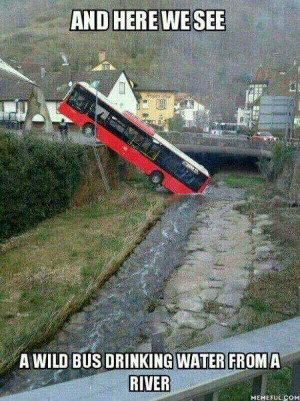 wild bus drinking water - And Here We See A Wild Bus Drinking Water From A River Memeful.Com