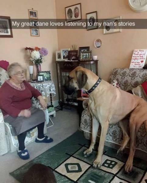 great dane memes - My great dane loves listening to my nan's stories