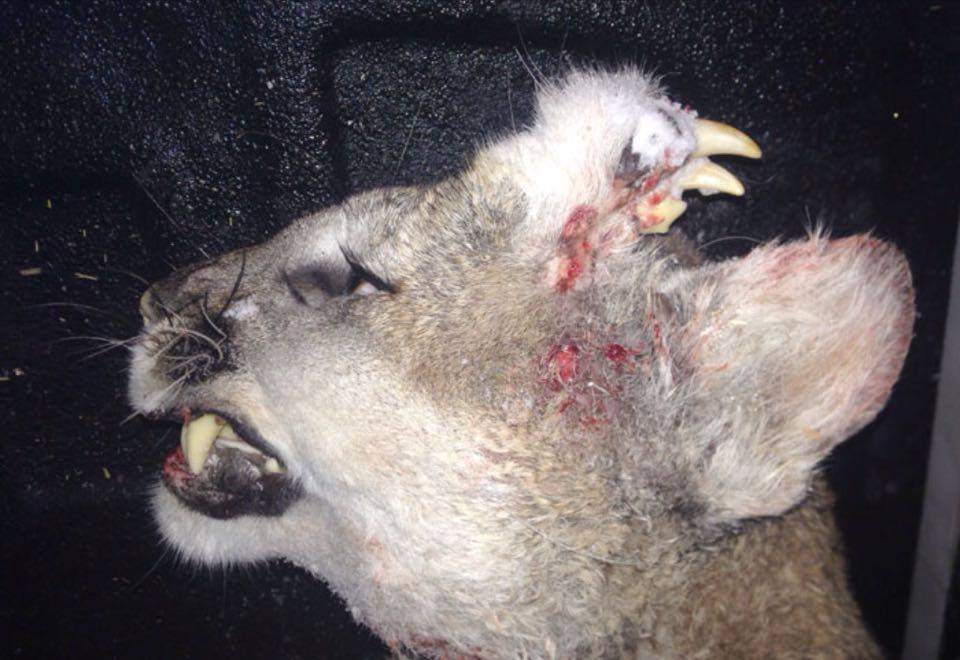 Holy crap.....The yearling cougar, which was harvested near Weston last week by an unidentified hunter, had a separate set of teeth growing out the side of its forehead.