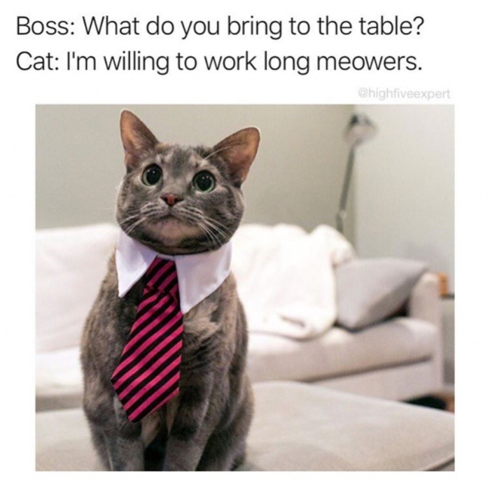 cat memes work - Boss What do you bring to the table? Cat I'm willing to work long meowers.