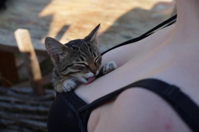 kitten nestled comfortably in a woman's boob.