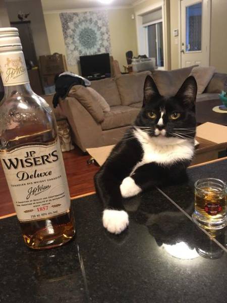 Cat chilling out and enjoying some whiskey.