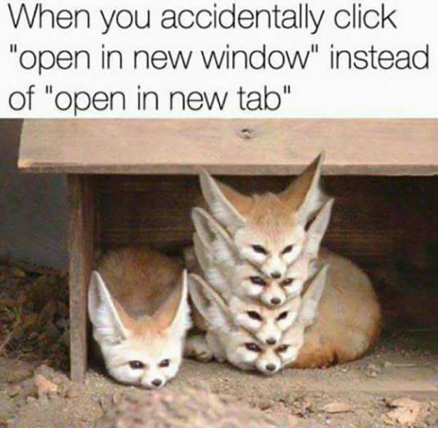 animal memes - When you accidentally click "open in new window" instead of "open in new tab"