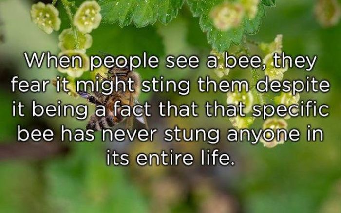 vegetation - When people see a bee, they fear it might sting them despite it being a fact that that specific bee has never stung anyone in its entire life.