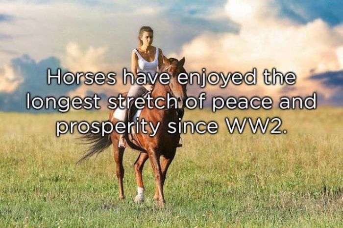 grassland - Horses have enjoyed the longest stretch of peace and prosperity since WW2.