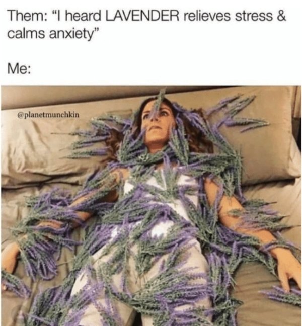 stress lavender meme - Them "I heard Lavender relieves stress & calms anxiety" Me