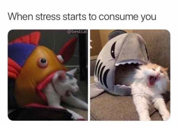 shark cat bed meme - When stress starts to consume you