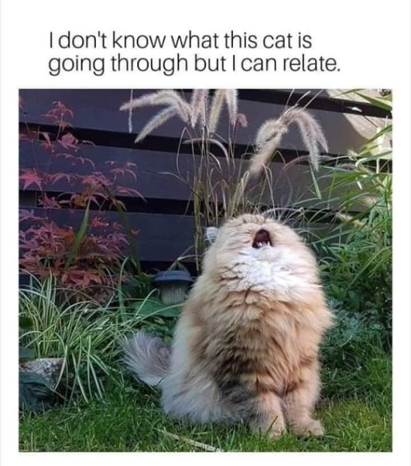 funny animal memes - I don't know what this cat is going through but I can relate.