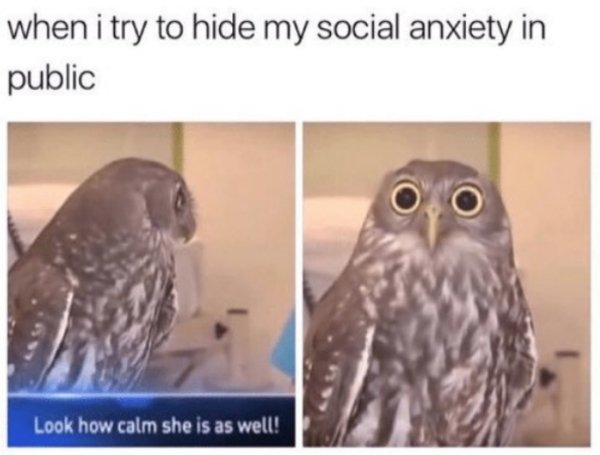 anxiety memes funny - when i try to hide my social anxiety in public Look how calm she is as well!