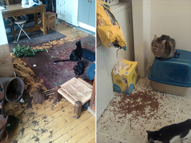 cats destroying stuff