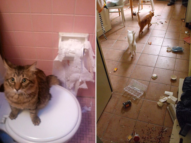 12 Cats That Couldn't Care Less About Your Shit