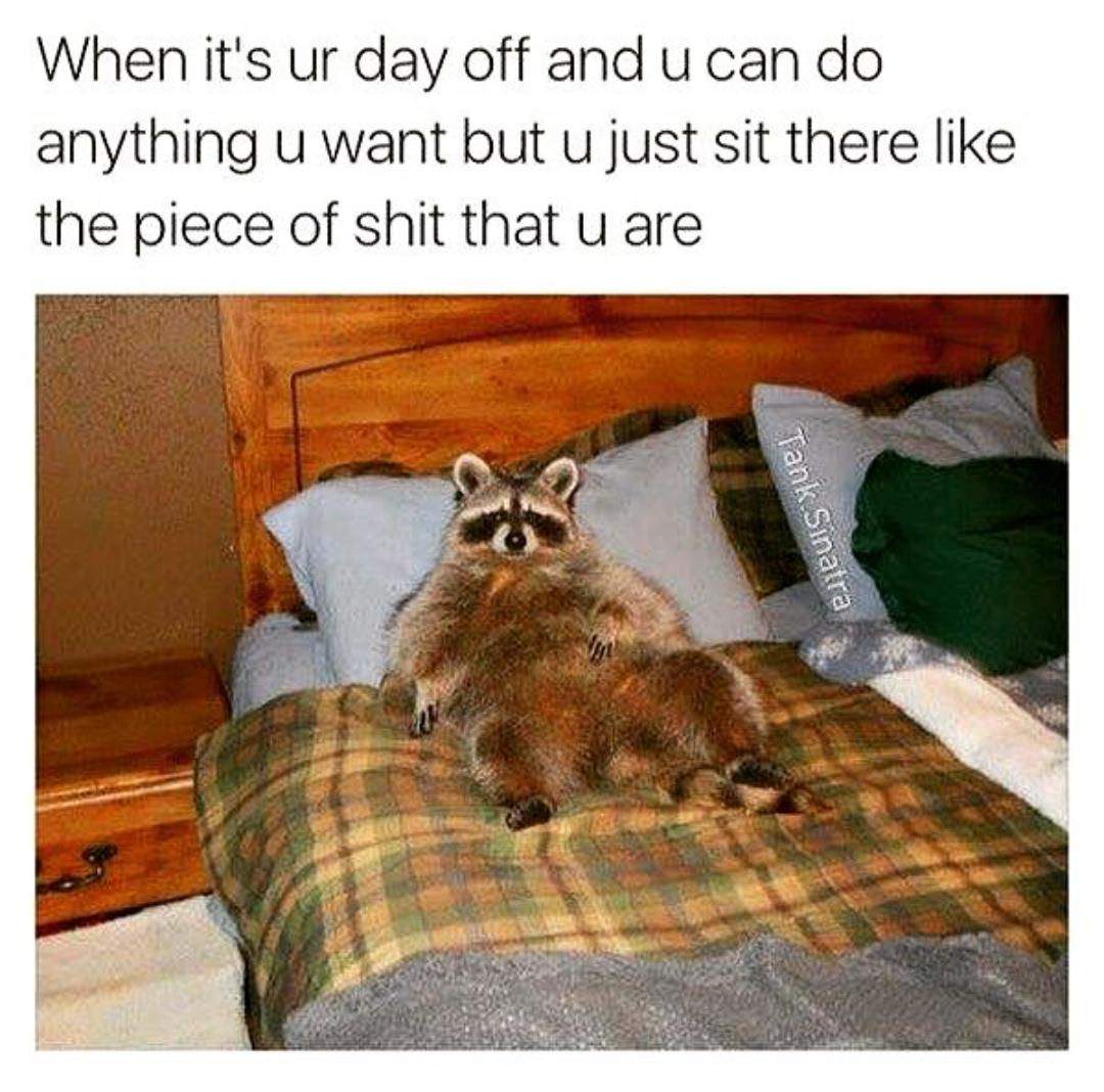 raccoon memes - When it's ur day off and u can do anything u want but u just sit there the piece of shit that u are Tank Sinatra