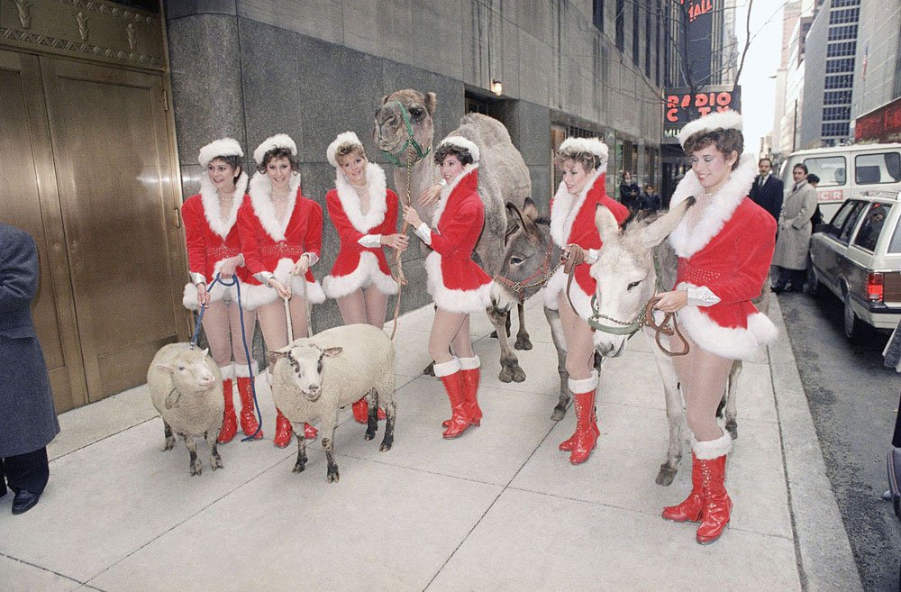 Animals destined for the stage of Radio City Music Hall in New York on Nov. 13, 1986 are led to the stage door by their co-stars, the Rockettes dancers. A variety of animals, including camels, sheep and donkeys, will star in an annual Christmas production.