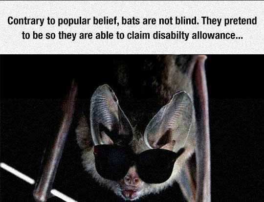 Shitty Animal Facts That Don't Make Any Sense 