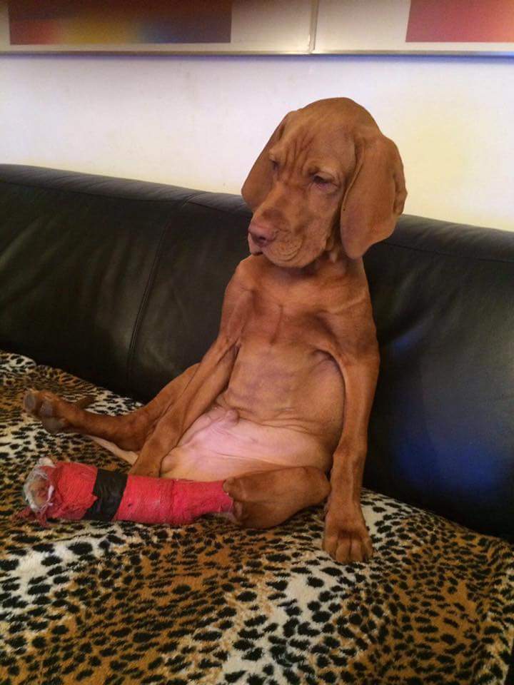 vizsla sitting on couch