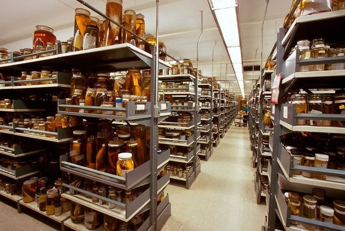 Inside the Specimen Collections of the Smithsonian's Museum of Natural History