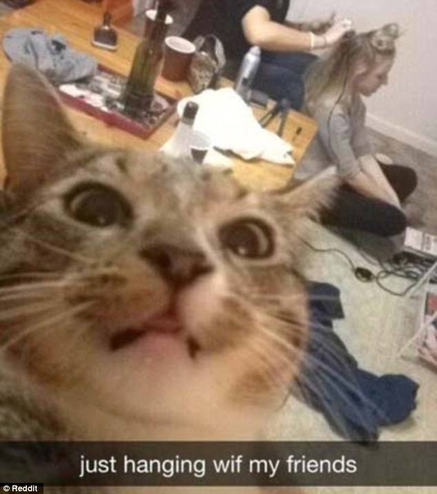 take a selfie with my cat - just hanging wif my friends Reddit