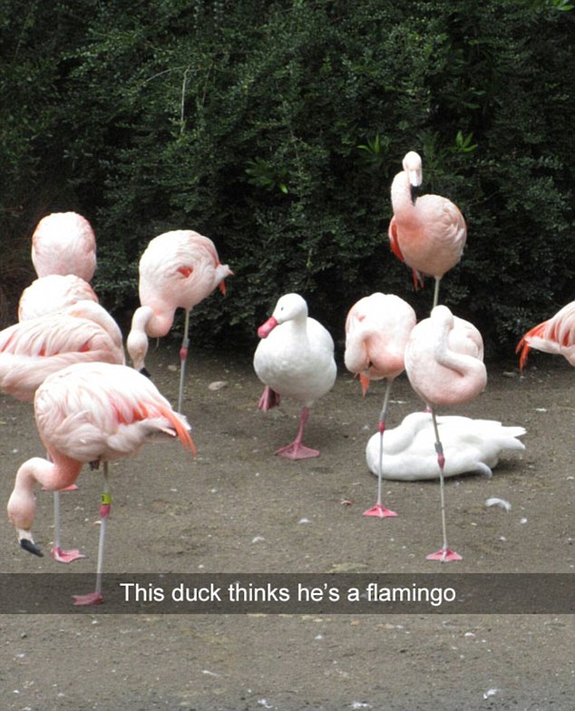 funny bird snapchats - This duck thinks he's a flamingo