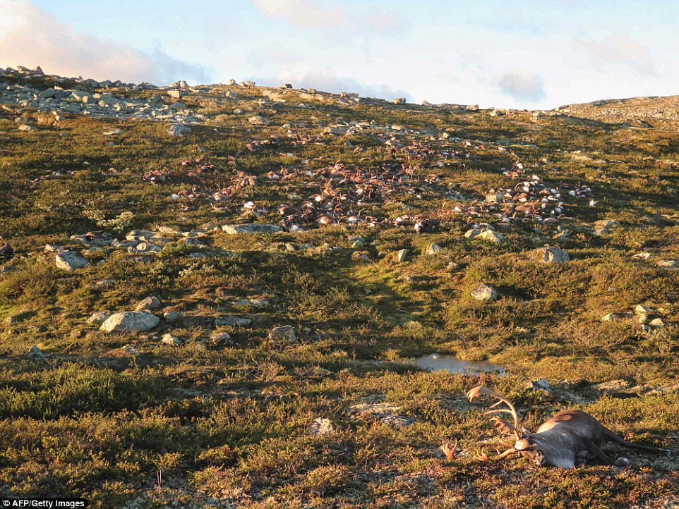 300 Reindeer Killed By A Single Lightning Strike In Norway