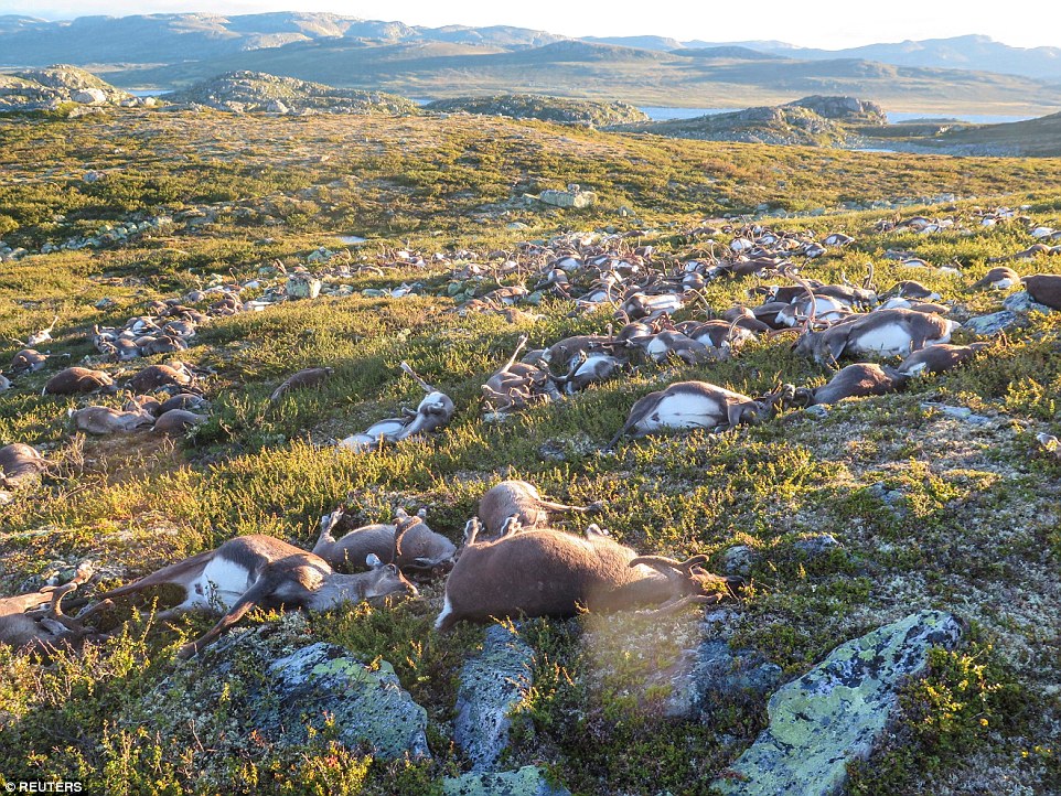 300 Reindeer Killed By A Single Lightning Strike In Norway
