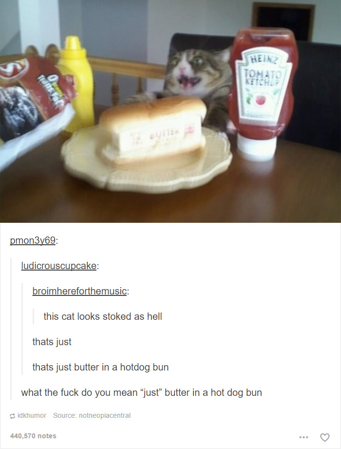 memes - cat tumblr post - Heinz pmon3y69 ludicrouscupcake broimhereforthemusic this cat looks stoked as hell thats just thats just butter in a hotdog bun what the fuck do you mean "just" butter in a hot dog bun idkhumor Source notneopiacentral 440,570 not