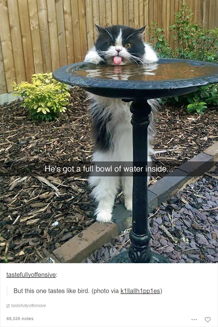 memes - cat posts - He's got a full bowl of water inside... tastefullyoffensive But this one tastes bird. photo via killallh1pples tastefullyoffensive 69,335 notes