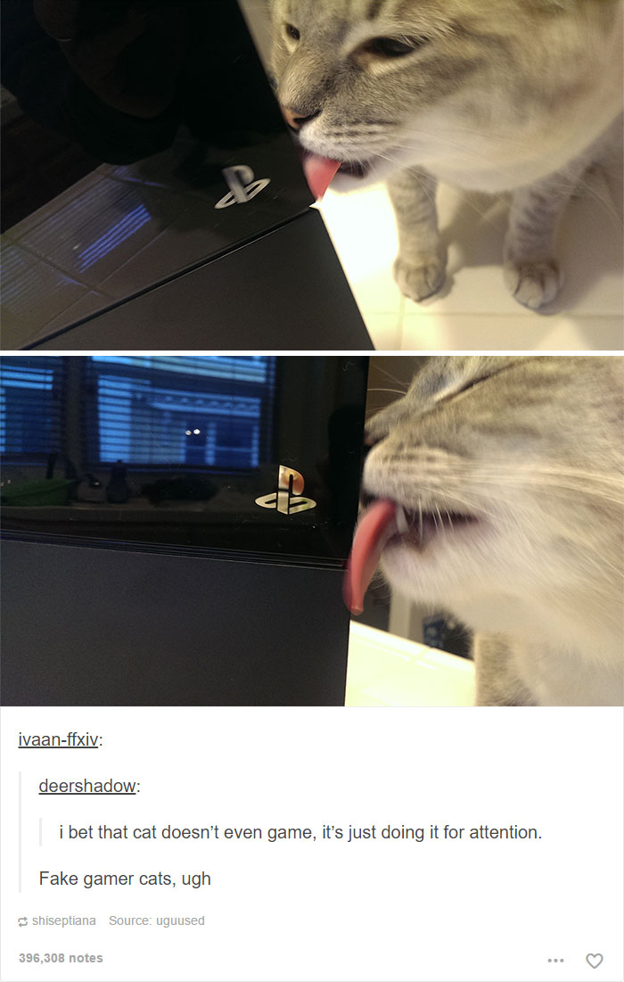 memes - funny cat posts - ivaanffxiv deershadow i bet that cat doesn't even game, it's just doing it for attention. Fake gamer cats, ugh shiseptiana Source uguused 396,308 notes