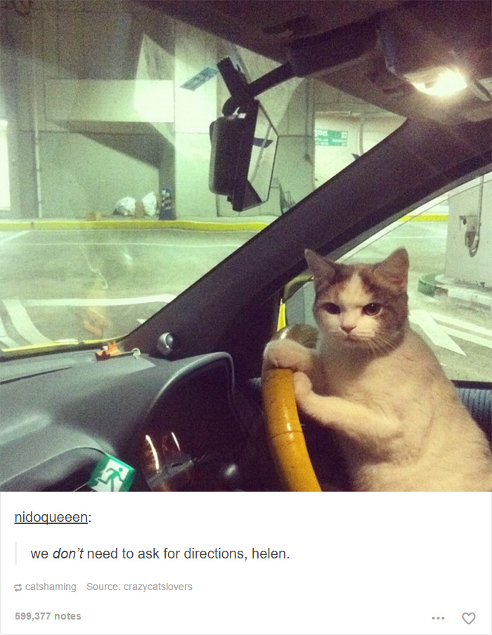 memes - get in there no time to explain - nidoqueeen we don't need to ask for directions, helen. catshaming Source crazycatslovers 599,377 notes