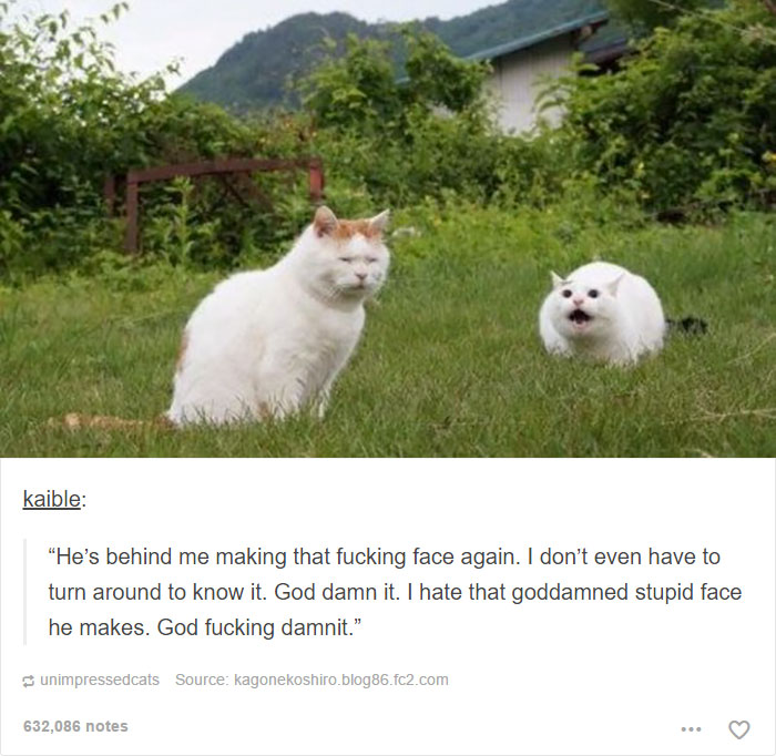 memes - he's making that stupid face again - kaible "He's behind me making that fucking face again. I don't even have to turn around to know it. God damn it. I hate that goddamned stupid face he makes. God fucking damnit." unimpressedcats Source kagonekos