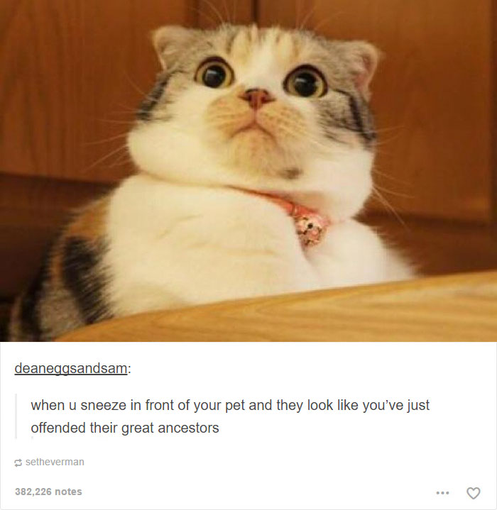 memes - funny cat memes - deaneggsandsam when u sneeze in front of your pet and they look you've just offended their great ancestors setheverman 382,226 notes