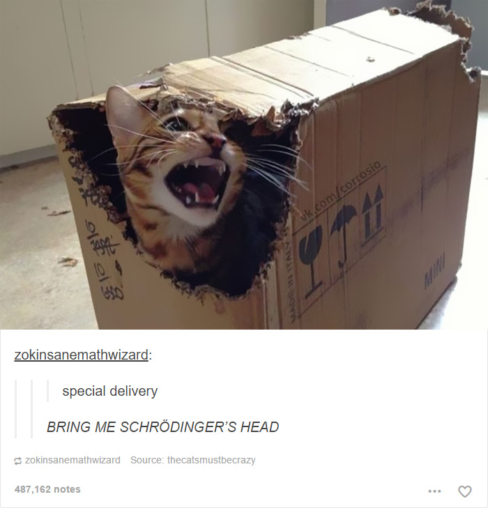memes - funny cats - Cottosto i ono zokinsanemathwizard special delivery Bring Me Schrdinger'S Head zokinsanemathwizard Source thecatsmustbecrazy 487,162 notes