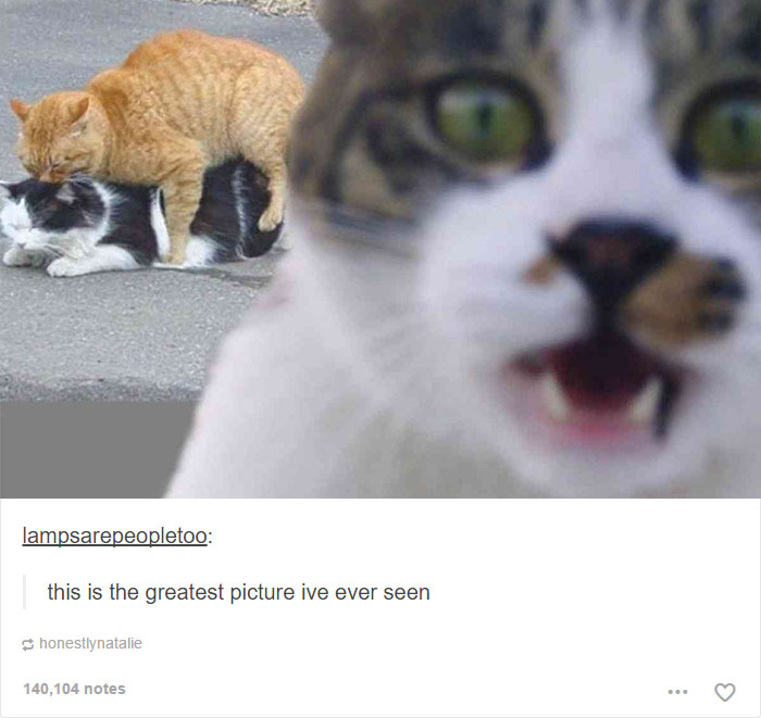 memes - cat tumblr funny - lampsarepeopletoo this is the greatest picture ive ever seen honestlynatalie 140,104 notes