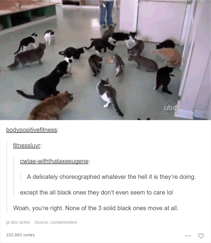 memes - funny tumblr blog cats - abo bodypositivefitness fitnessluvr cwtaewiththataxeeugene A delicately choreographed whatever the hell it is they're doing. except the all black ones they don't even seem to care lol Woah, you're right. None of the 3 soli