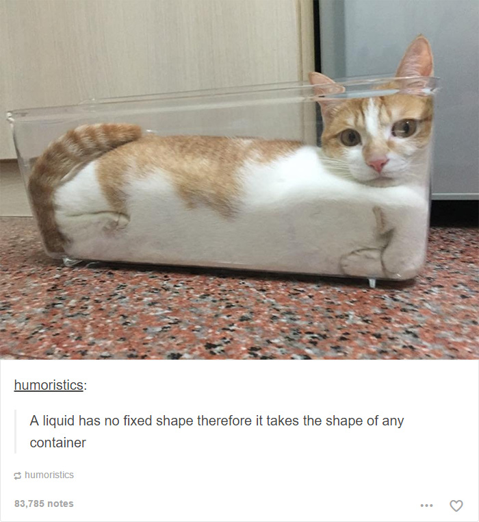 memes - liquid cats - humoristics A liquid has no fixed shape therefore it takes the shape of any container humoristics 83,785 notes