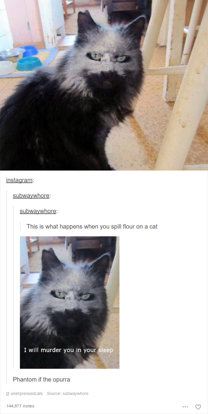 memes - funny cat - instagrarn subwaywhore subwaywhore This is what happens when you spill flour on a cat I will murder you in your sleep Phantom if the opurra unimpressedcats Source subwaywhore 144,977 notes
