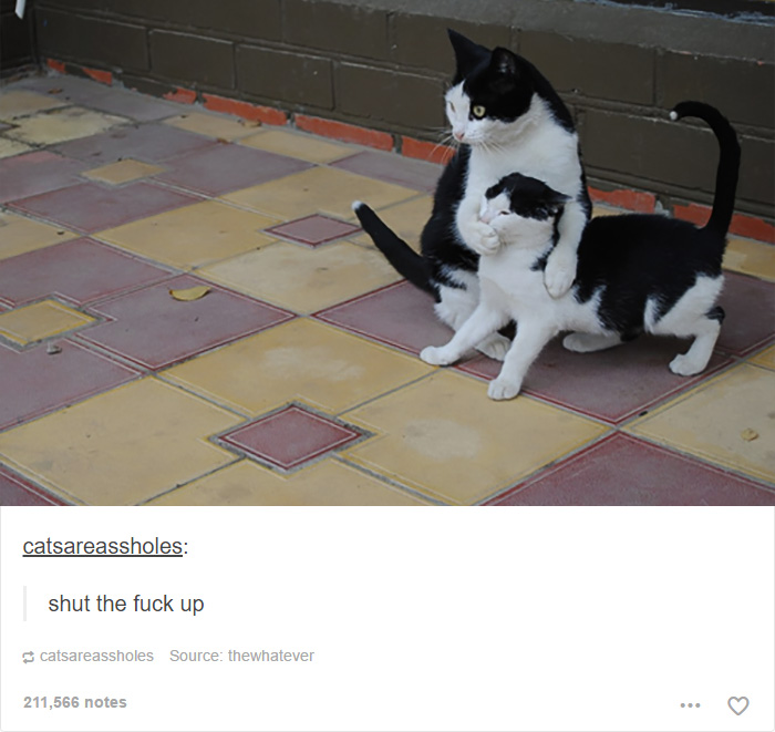 memes - cat funny - catsareassholes shut the fuck up catsareassholes Source thewhatever 211,566 notes