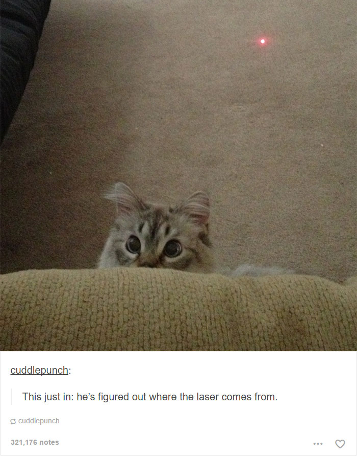 memes - funny cat tumblr posts - cuddlepunch This just in he's figured out where the laser comes from. cuddlepunch 321,176 notes