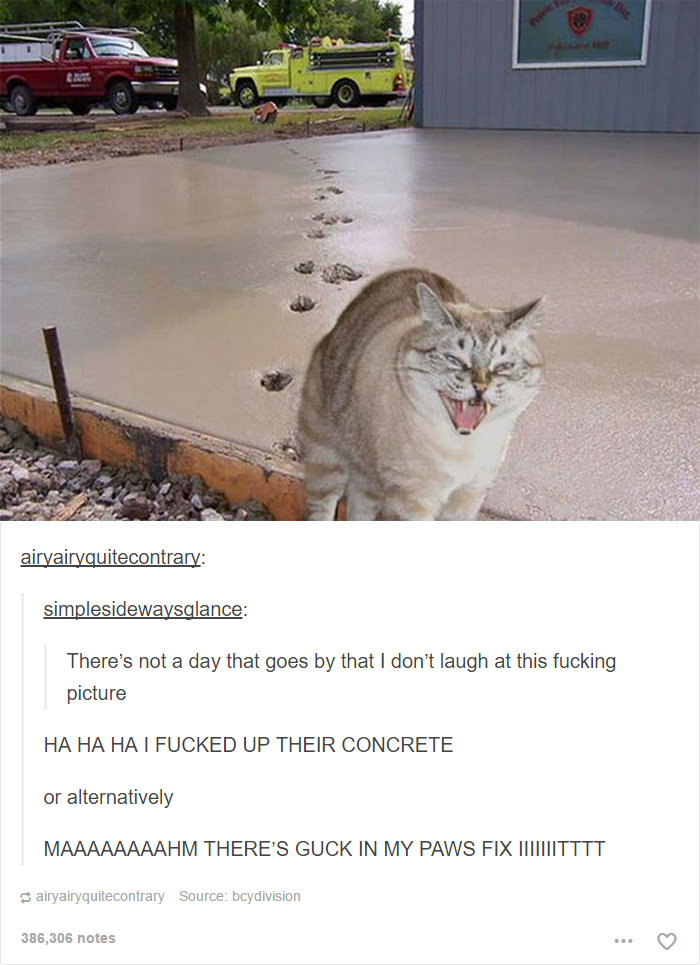 memes - cats funny - airyairyquitecontrary simplesidewaysqlance There's not a day that goes by that I don't laugh at this fucking picture Ha Ha Ha I Fucked Up Their Concrete or alternatively Maaaaaaaahm There'S Guck In My Paws Fix Muutttt airyairyquitecon