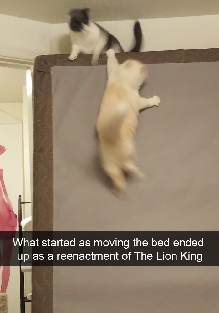 cat snapchats funny cat - What started as moving the bed ended up as a reenactment of The Lion King