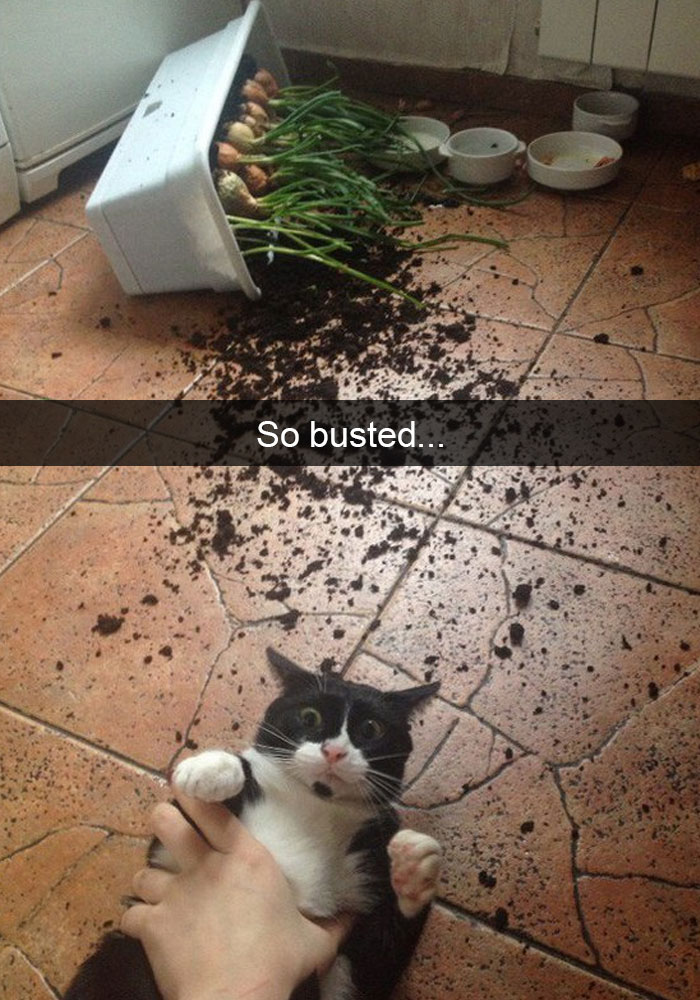 cat snapchat meme - So busted..