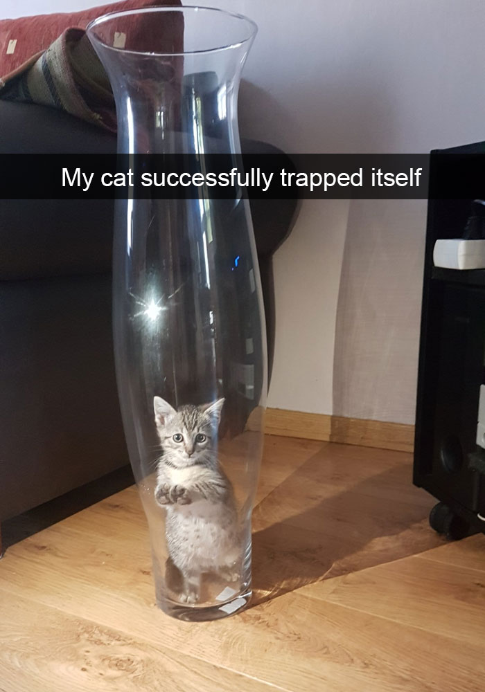 don t own a cat - My cat successfully trapped itself