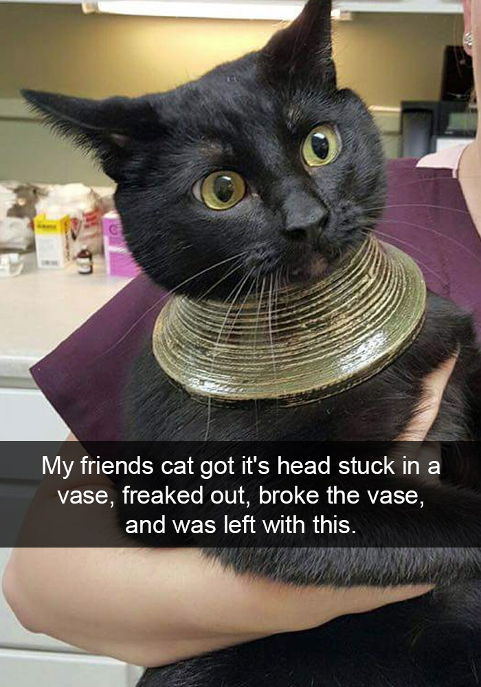 hilarious cat - My friends cat got it's head stuck in a vase, freaked out, broke the vase, and was left with this.