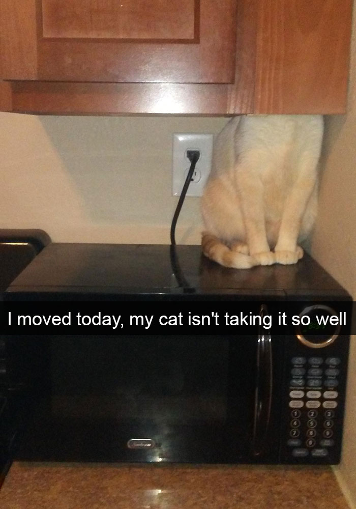 funny snapchat of cats - I moved today, my cat isn't taking it so well