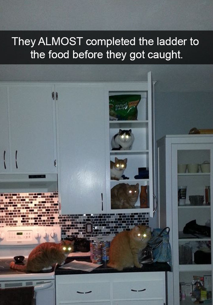 funny cat snapchats - They Almost completed the ladder to the food before they got caught.