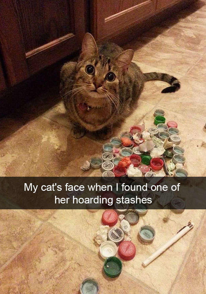 snapchat cats - My cat's face when I found one of her hoarding stashes