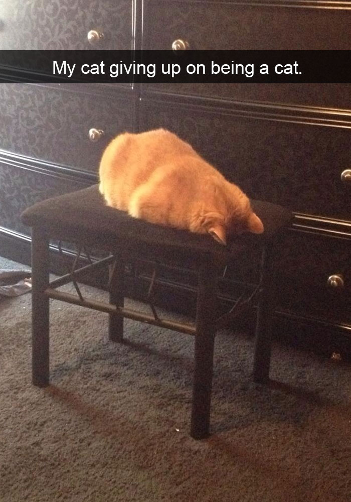 cat snapchats funny - My cat giving up on being a cat.
