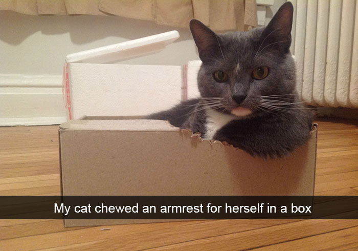 cat snapchats - My cat chewed an armrest for herself in a box