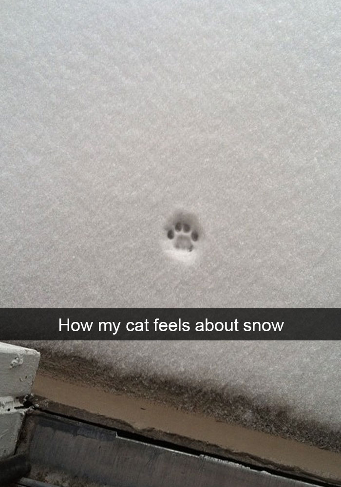my cat feels about snow - How my cat feels about snow